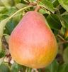 Pear: Concorde