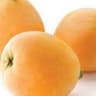 Loquat