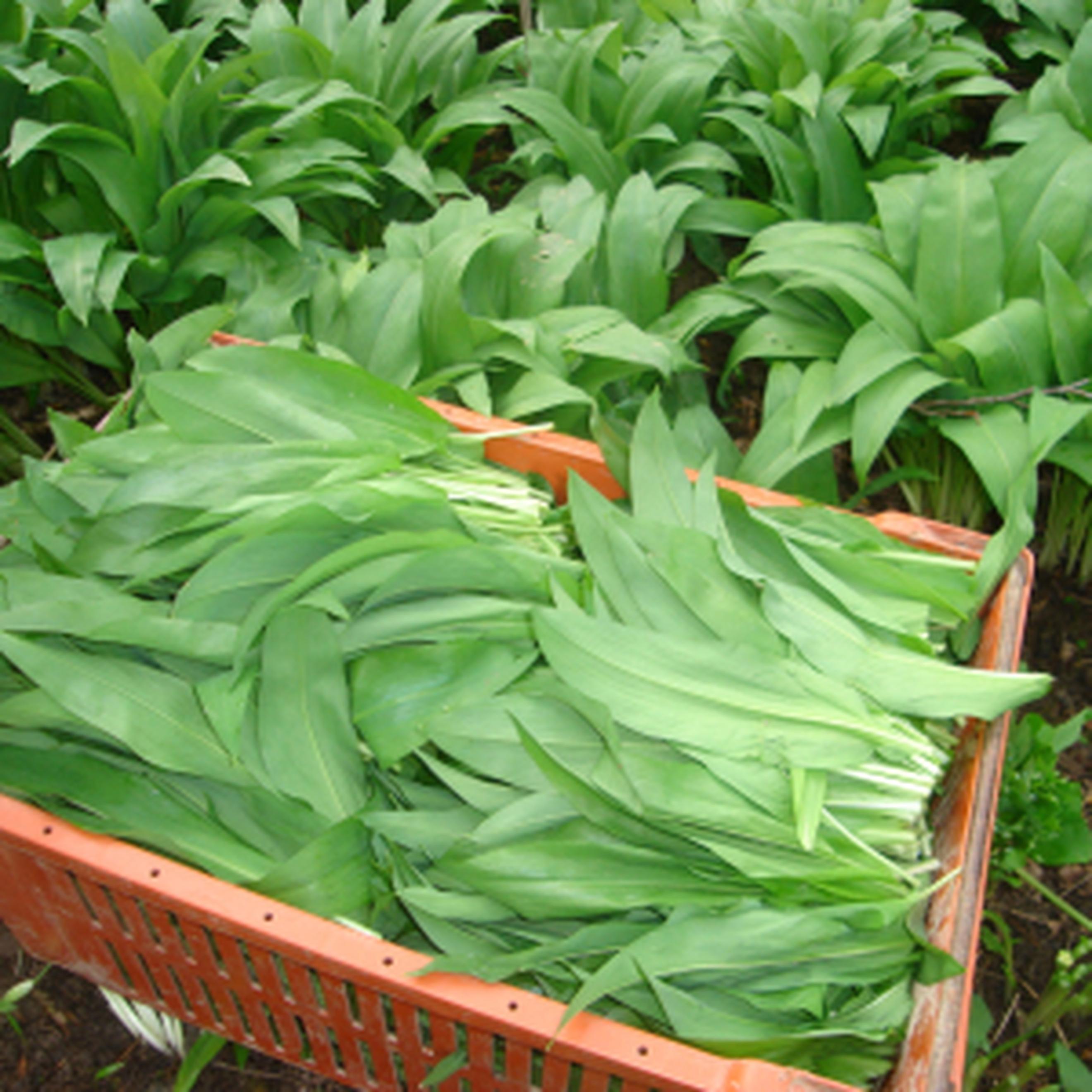 Wild Garlic (40g)