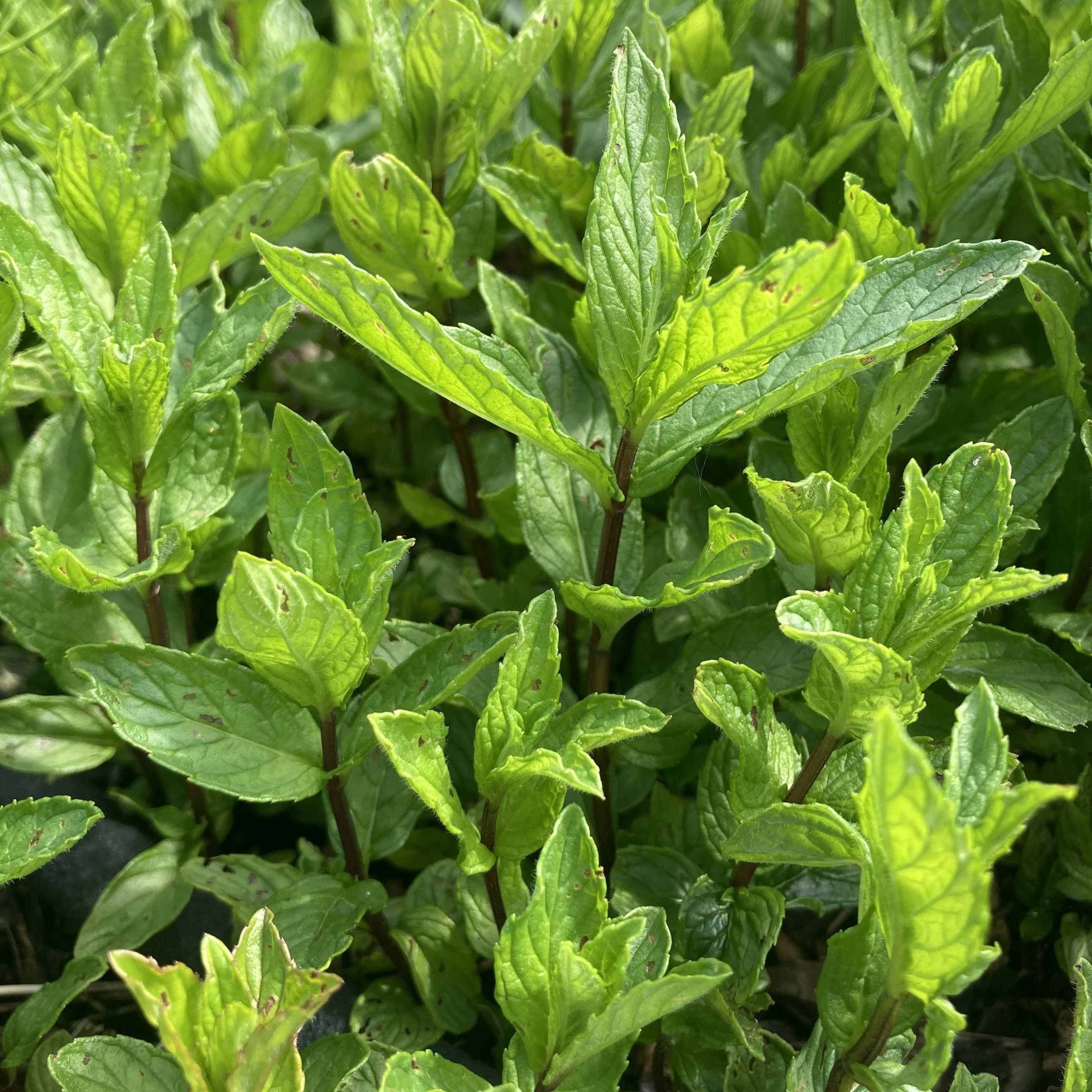 Mixed mint (30g)