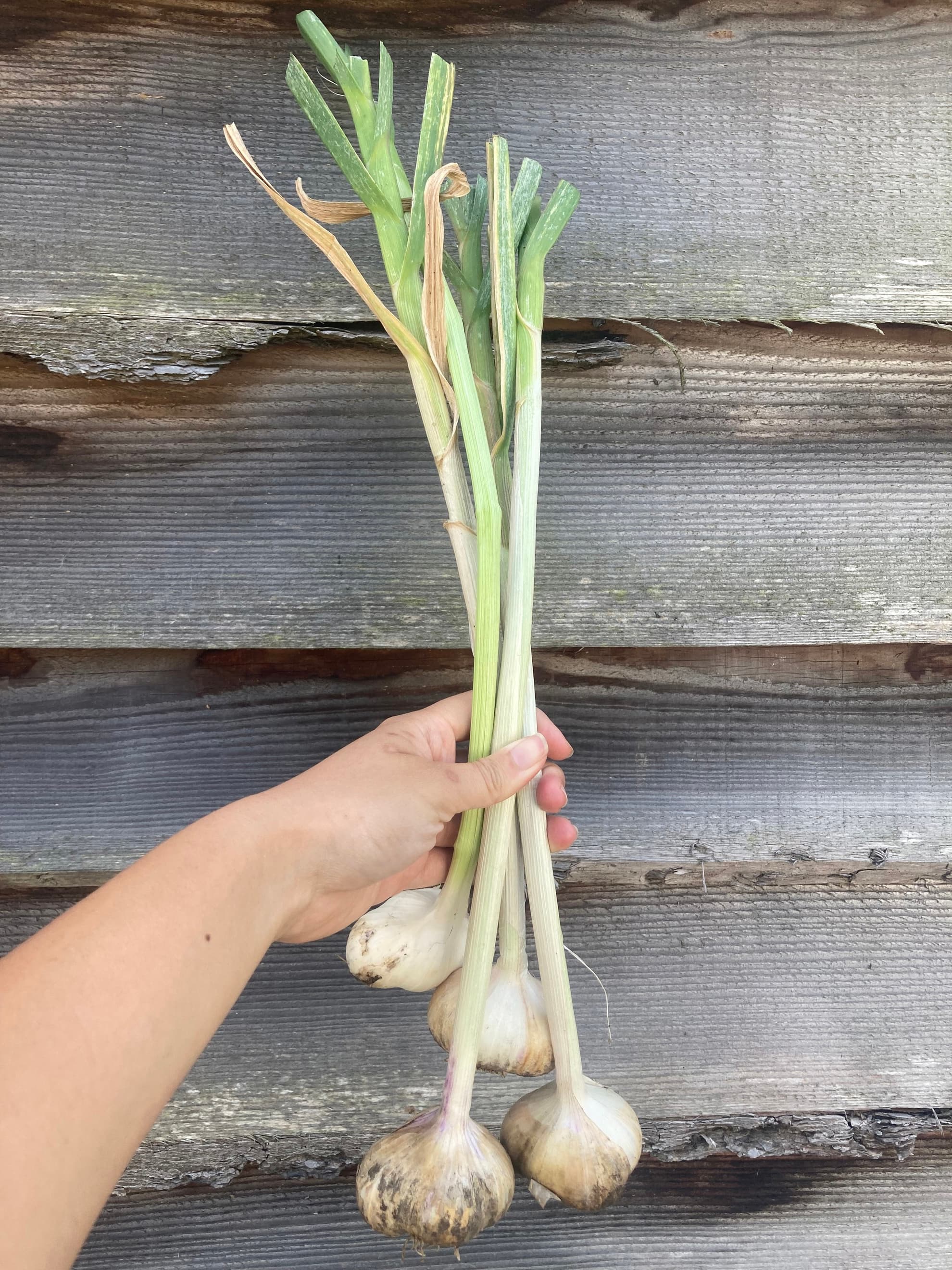 Wet Garlic (1 bulb)