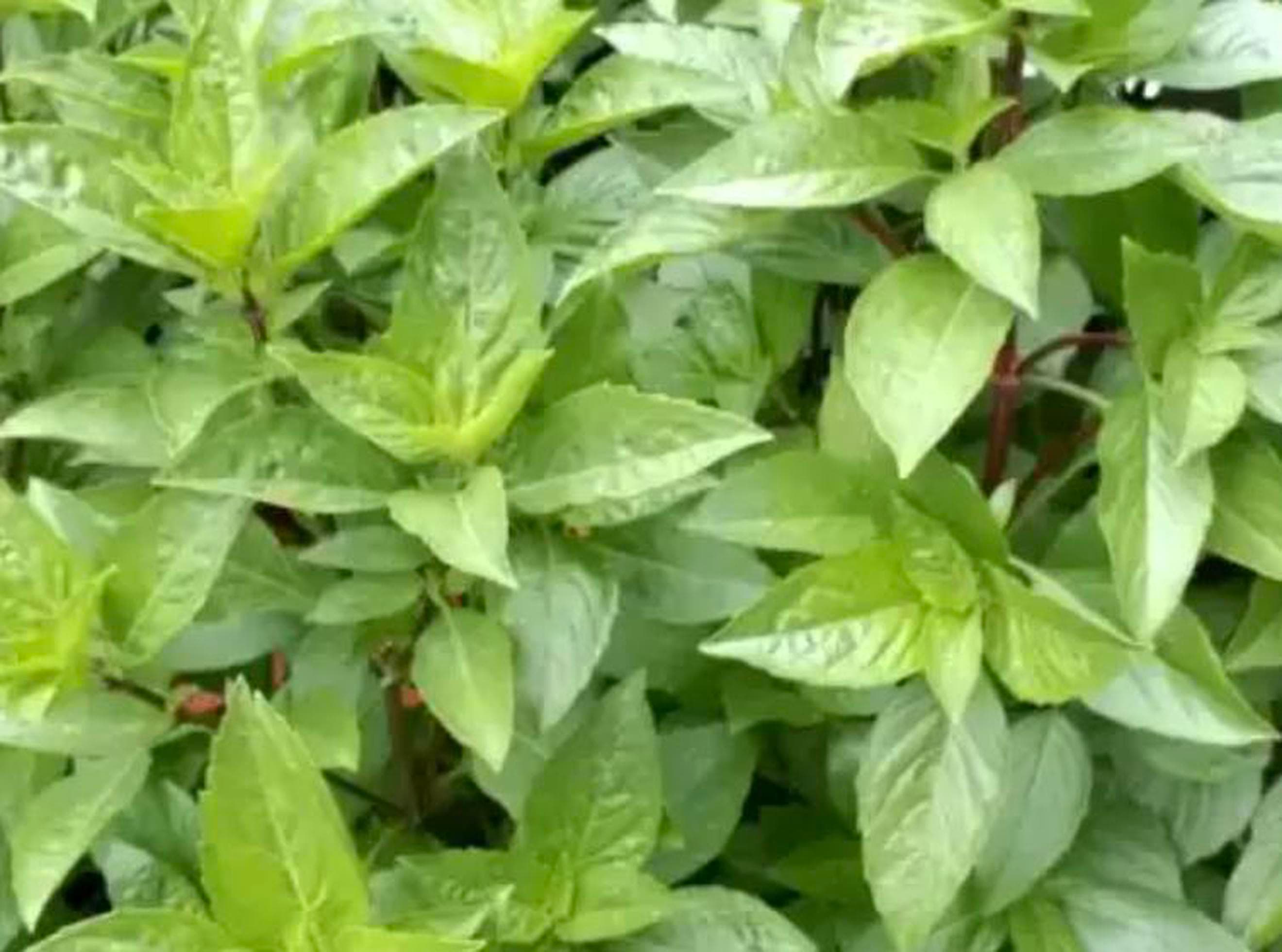 Basil, Thai (50g)