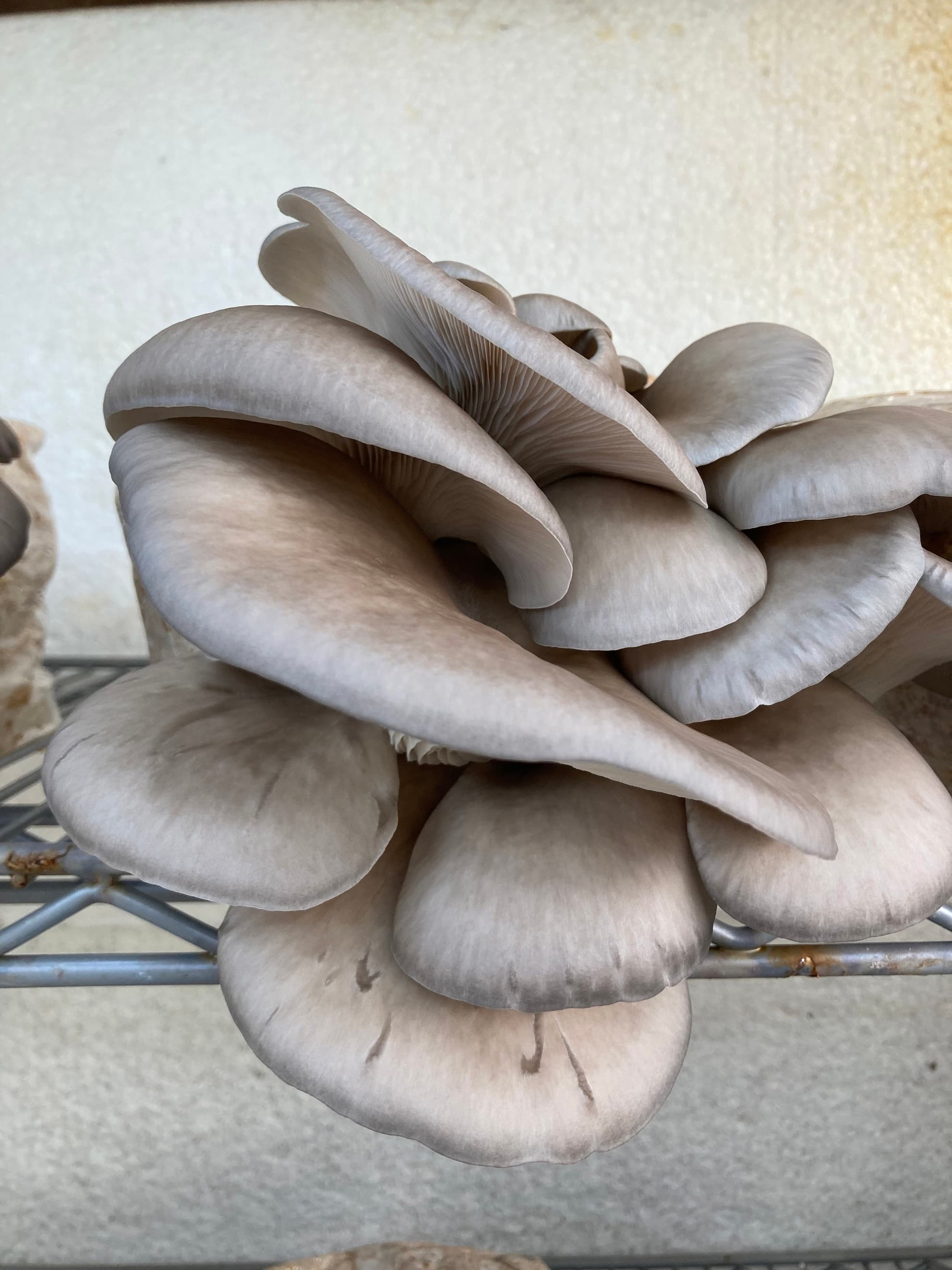 Oyster mushroom (200g)