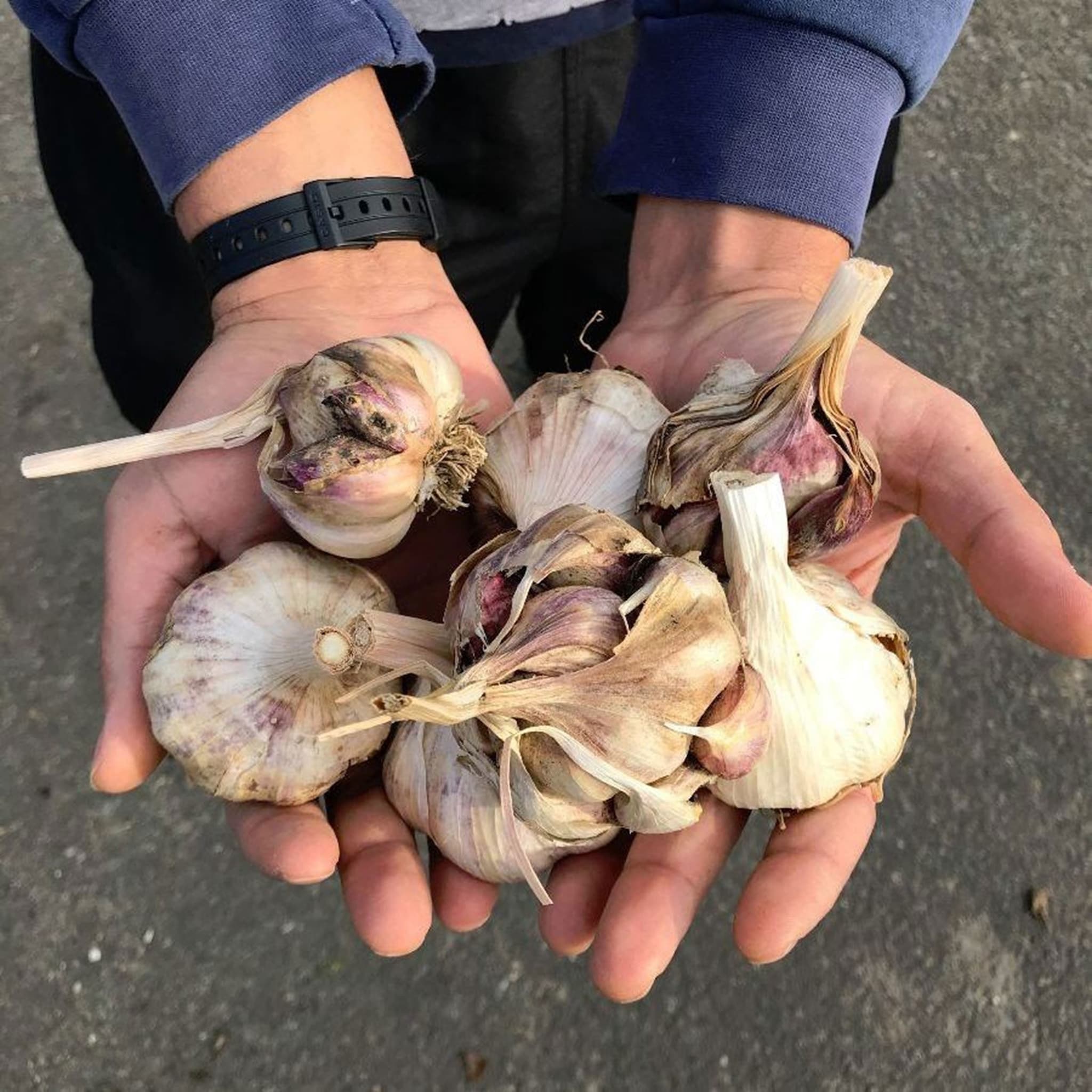 Dried Garlic