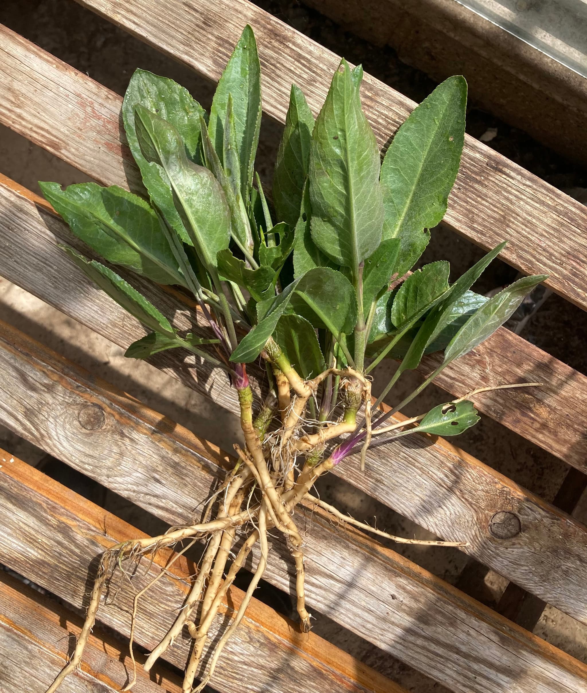 Dittander (50g)