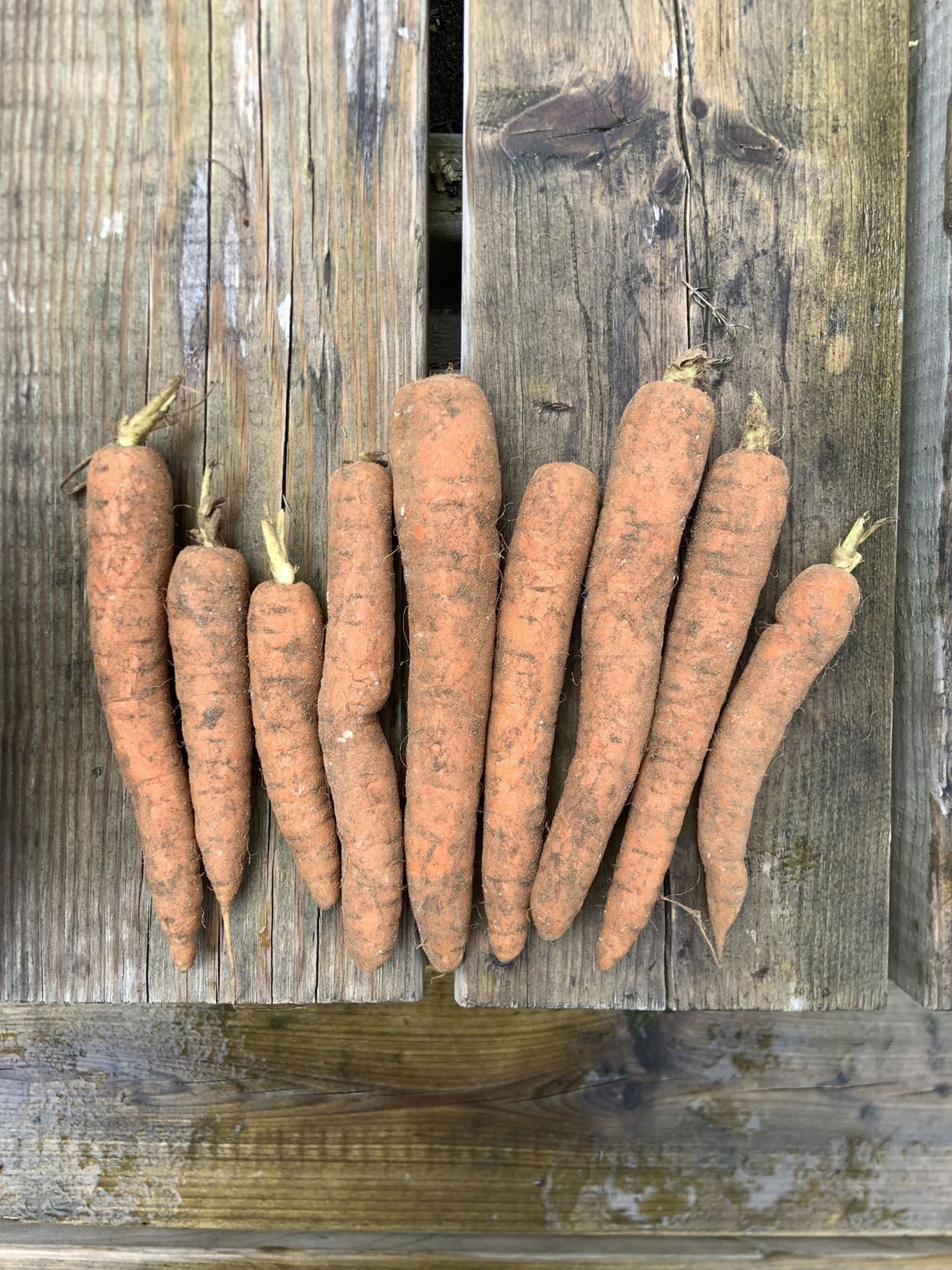 Carrots (500g)