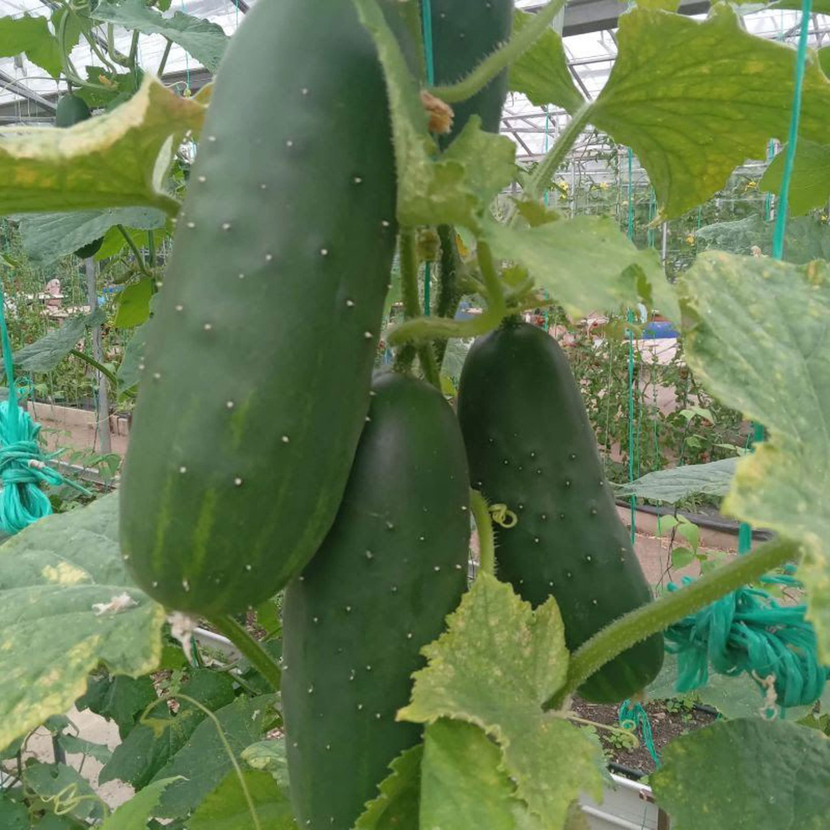 Cucumber