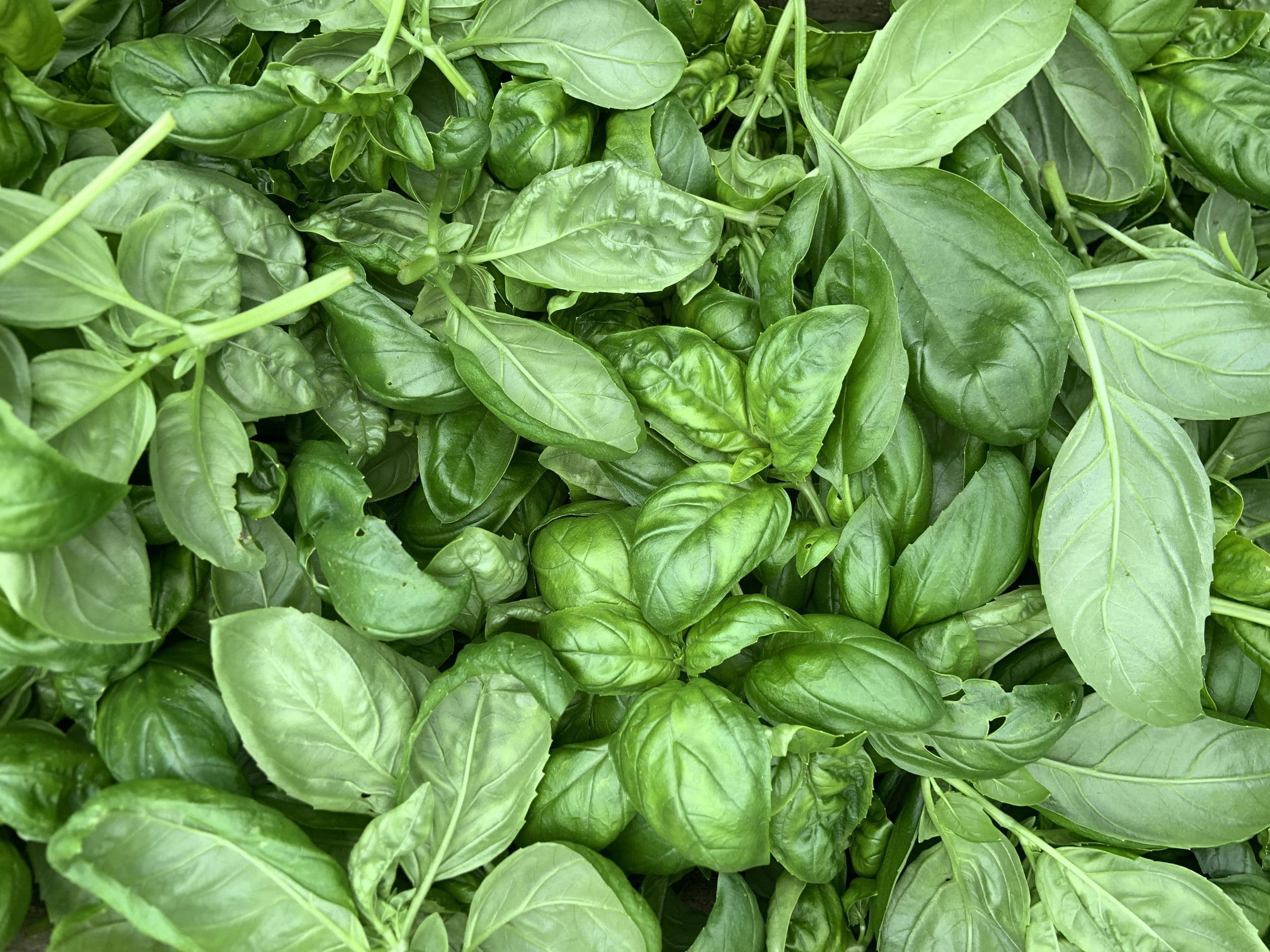 Basil Genovese (50g)
