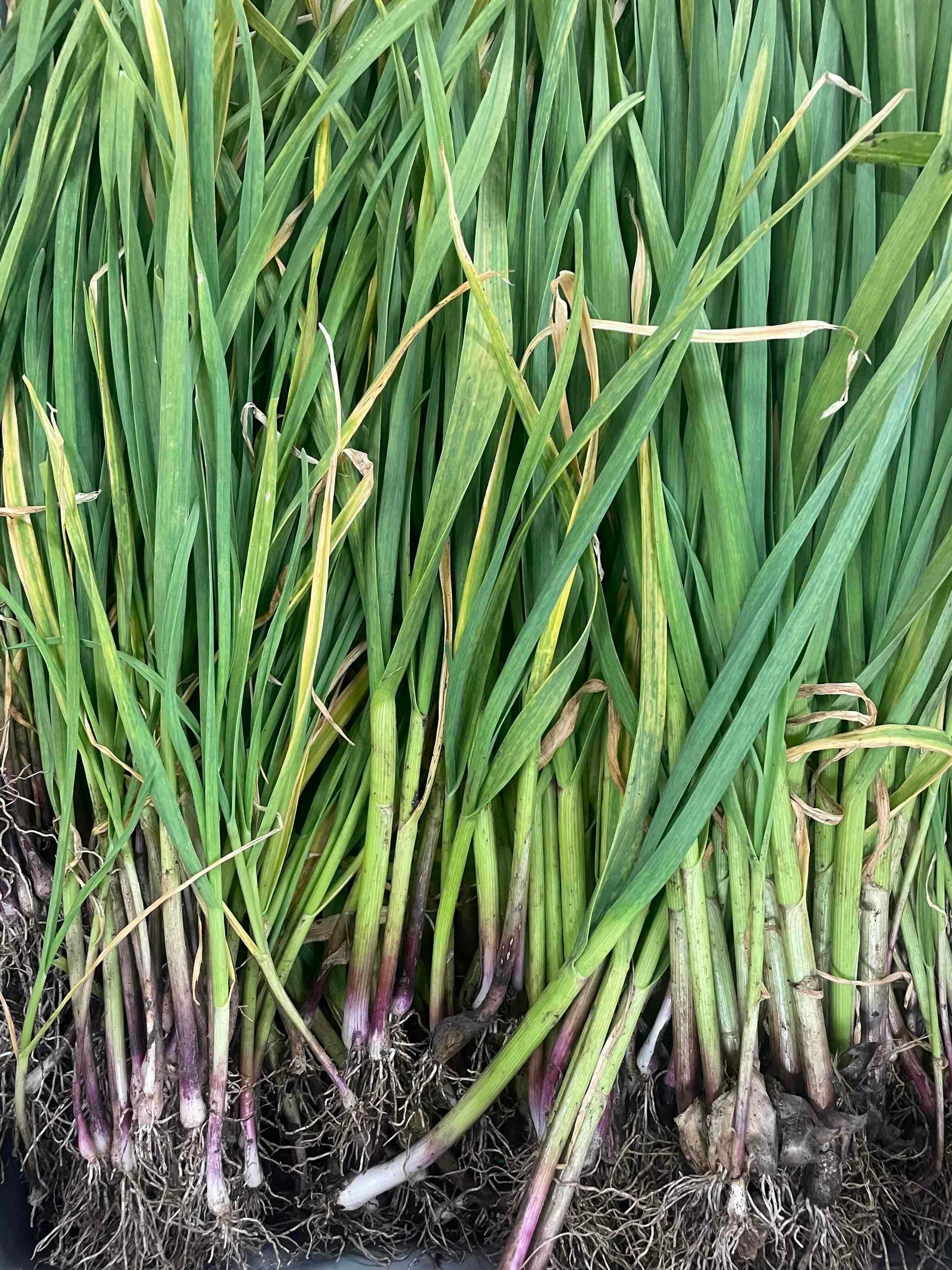 Spring Garlic (100g)