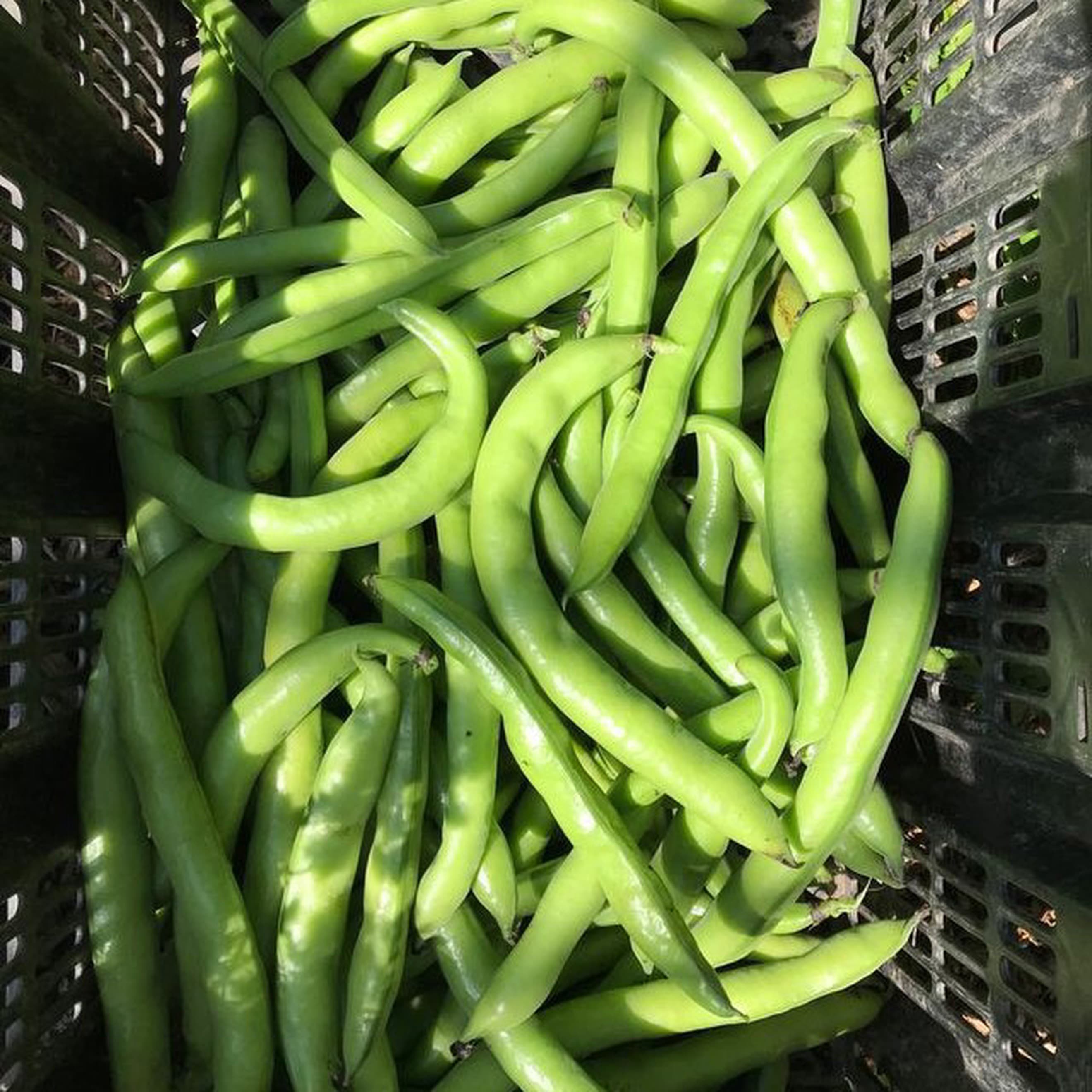 Broad beans (400g)