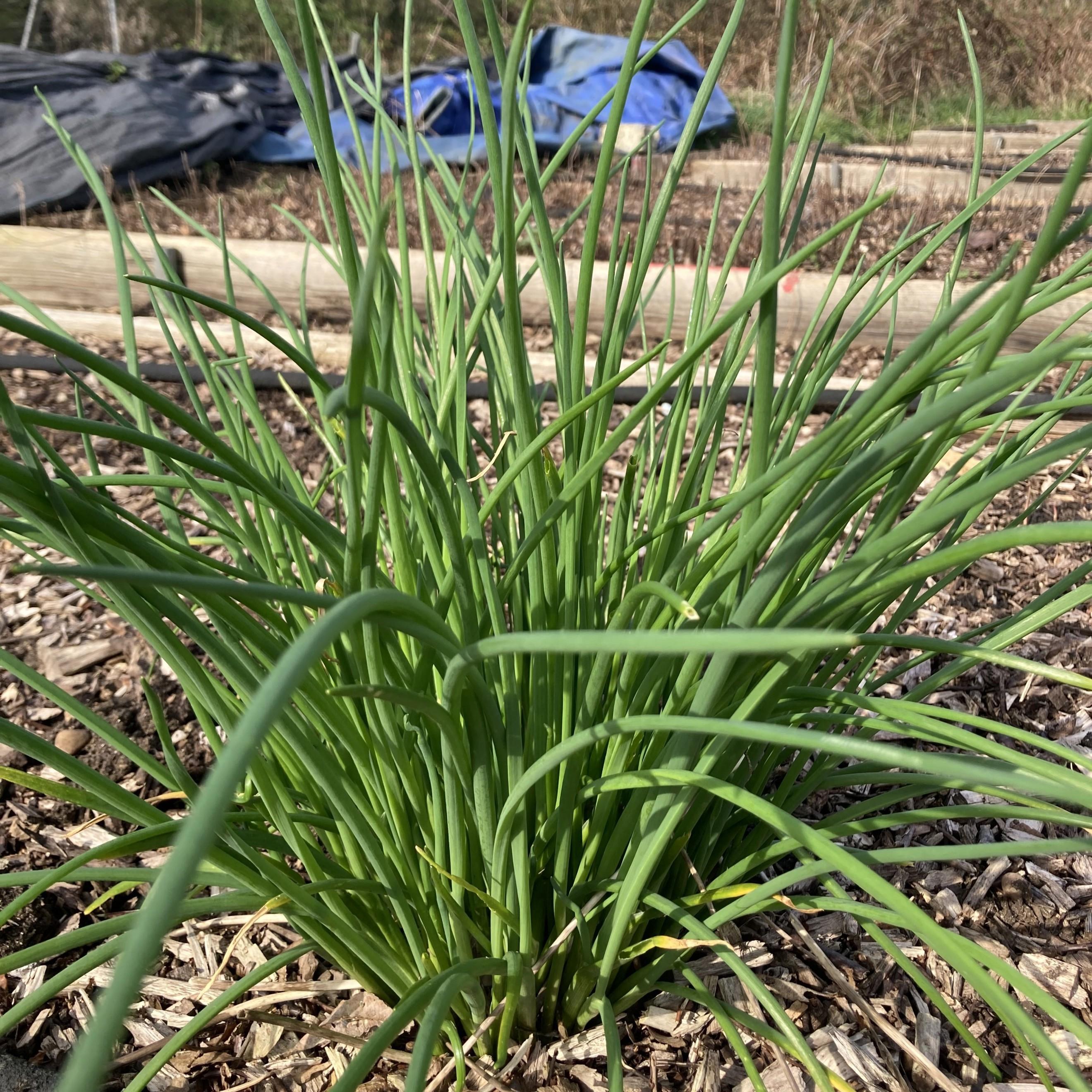 Chives (50g)