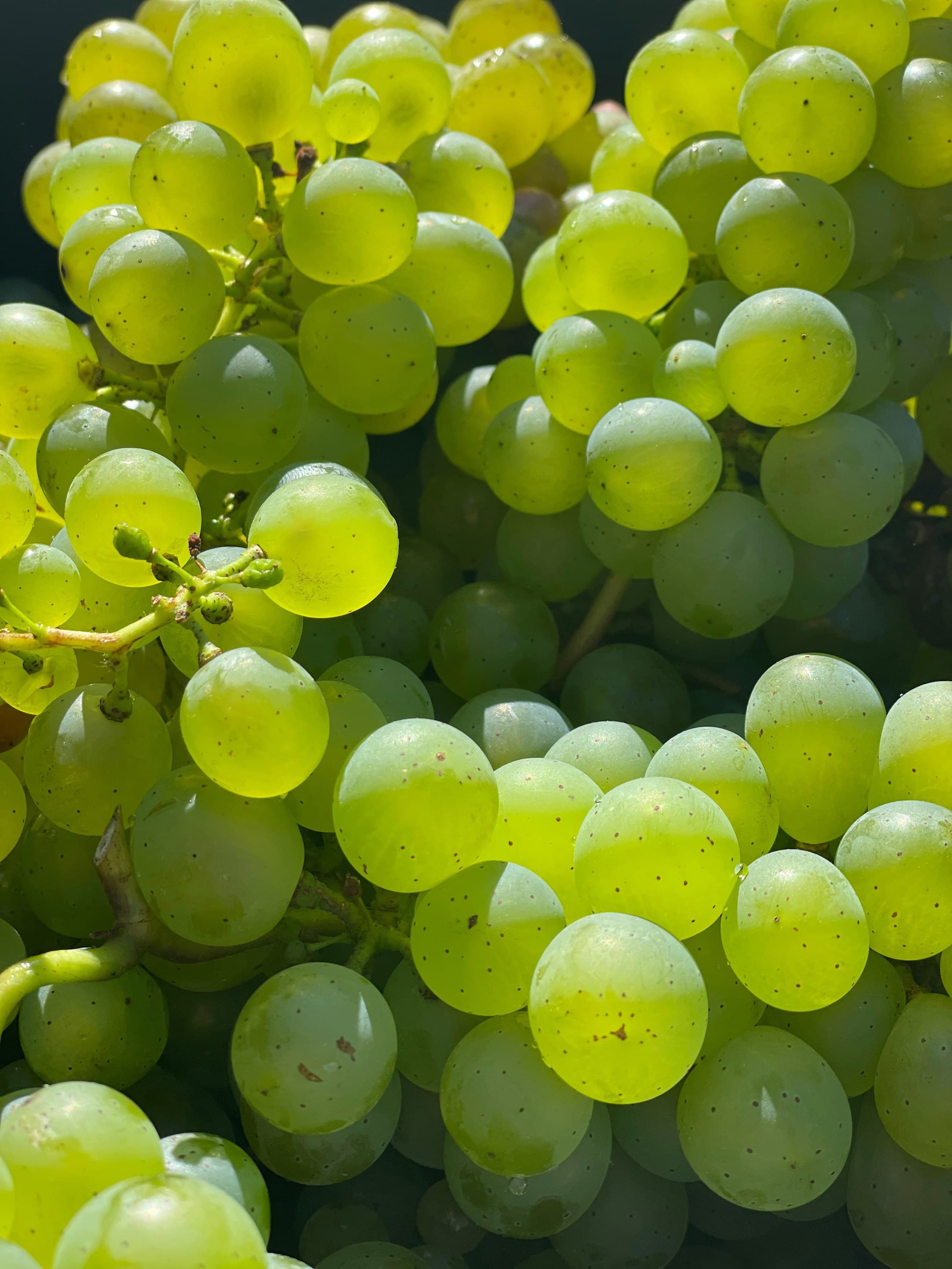 Grapes, white seedless (300g)