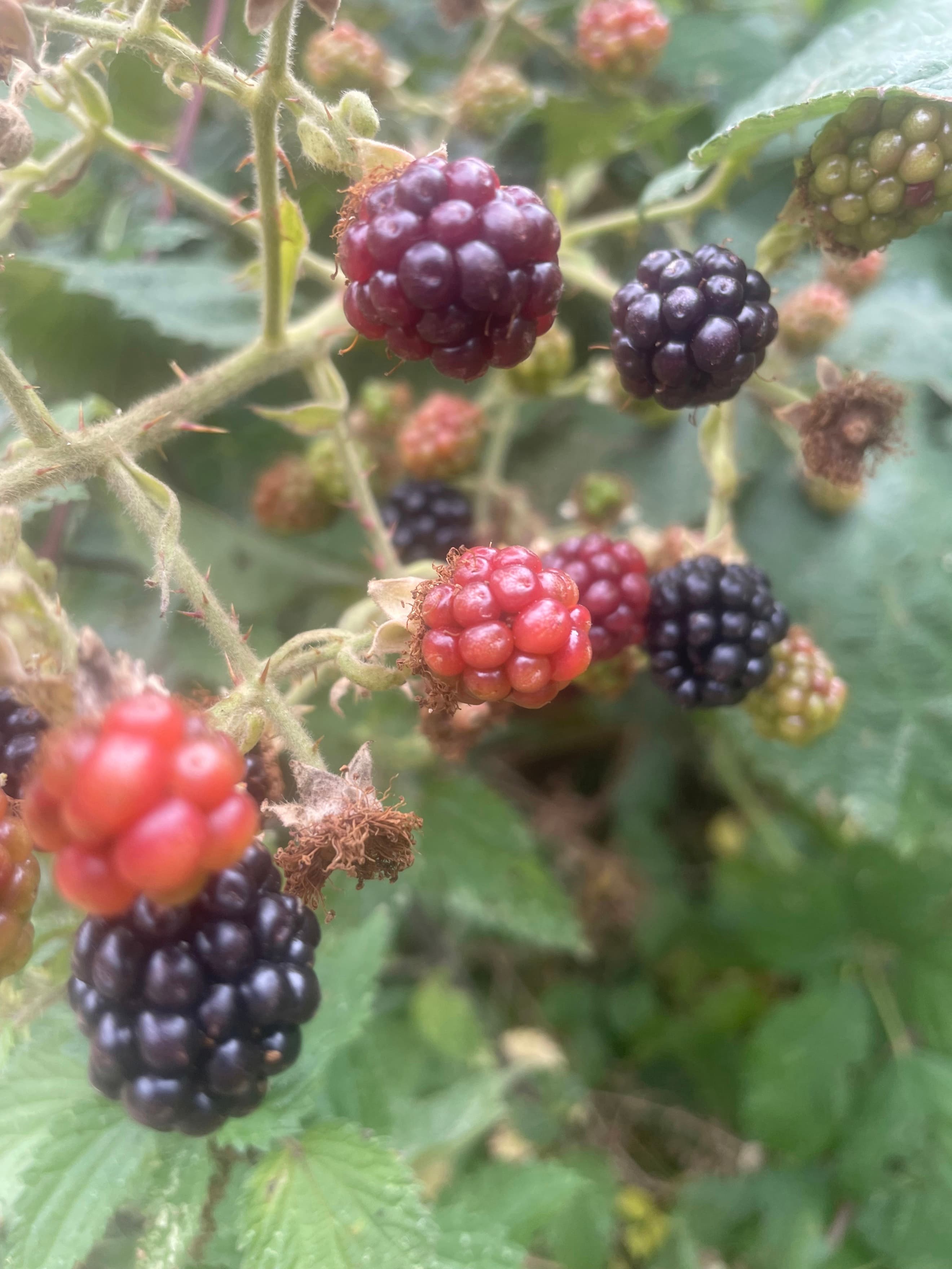 Blackberries (125g)