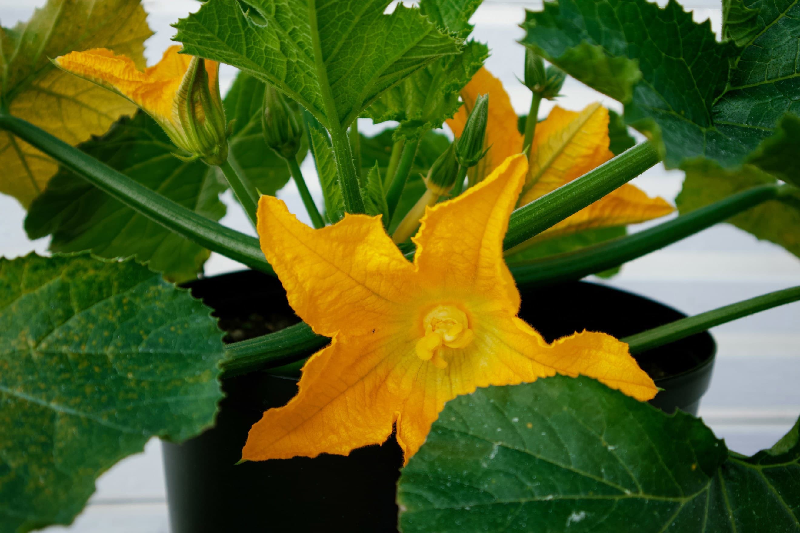 Squash flowers
